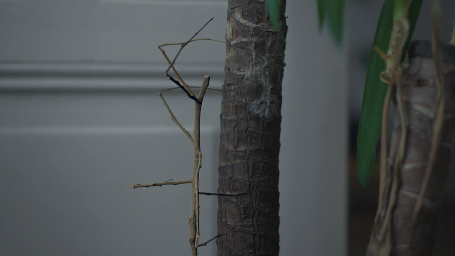 Paul Spengemann, Walking Stick, 2017, film still