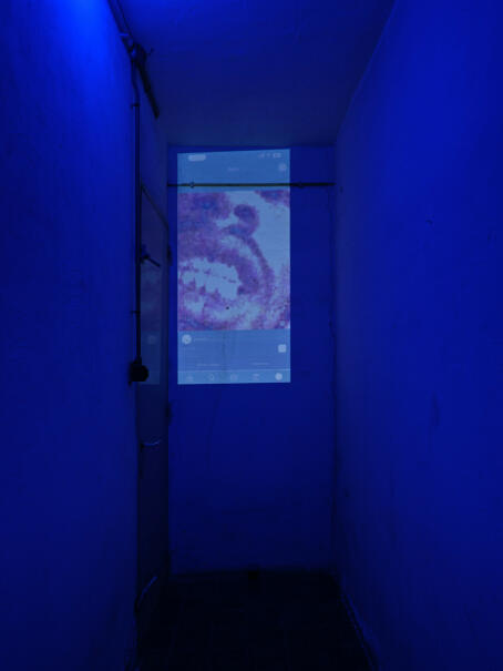 Allen-Golder Carpenter - Free jah morant , 2025 Urine test cups, ash, projector, moving image, gemstones, urine. Spatial installation. Dimensions variable - TICK TACK