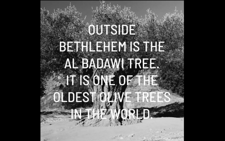 Adam Broomberg + Lena Holzer - History Not Progress