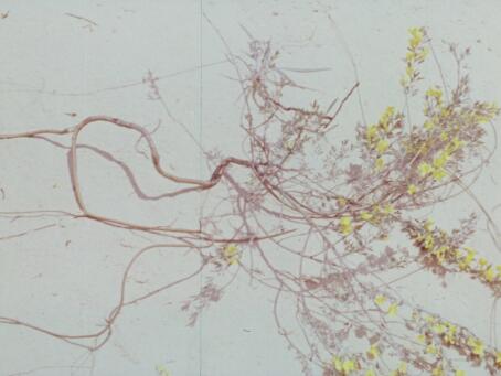 Daryna Mamasiur, Eyelashes and Sand Crystals, 2025, 4’48”, work in progress, excerpt, courtesy of the artist