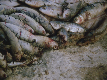 Noor Abed, Penelope, 2014, 6’28”, 16mm film, courtesy of the artist